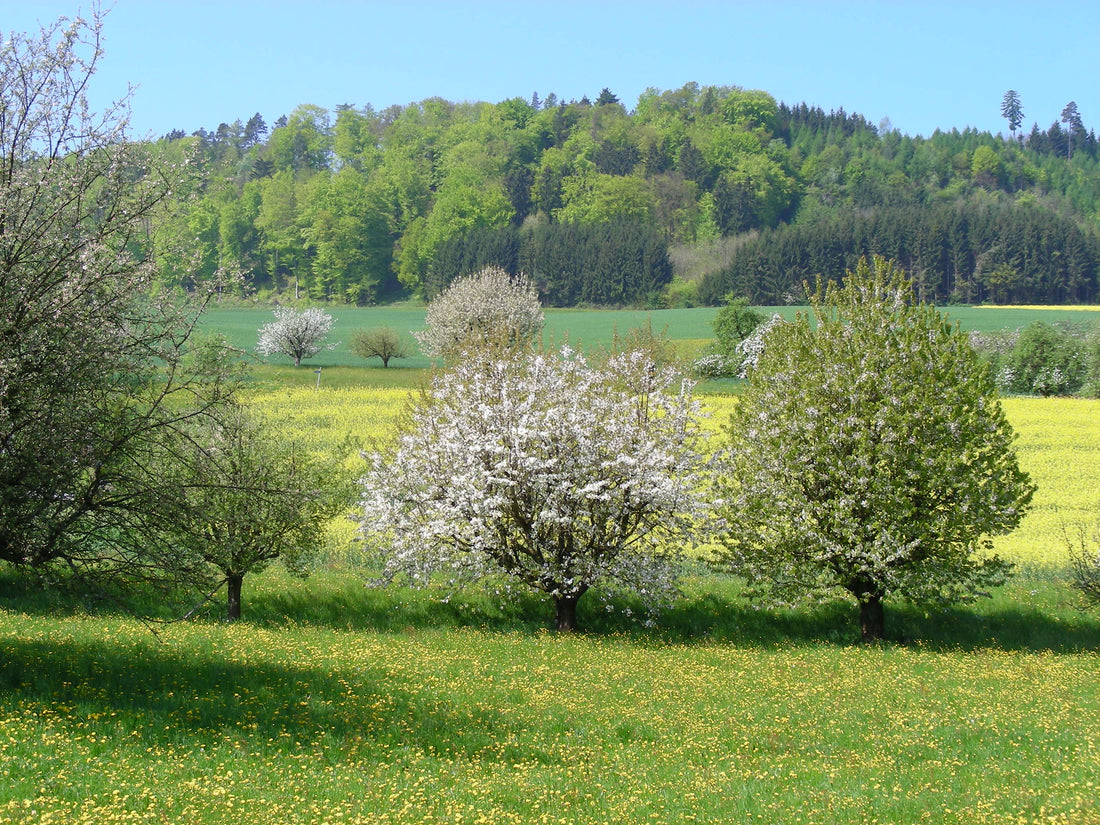 How to Order the Arc4life Cervical Linear Traction Neck Pillow